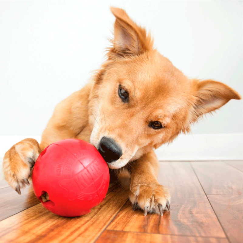Pelota Kong Biscuit Chica para Perro Pelota Kong Biscuit Chica para Perro
